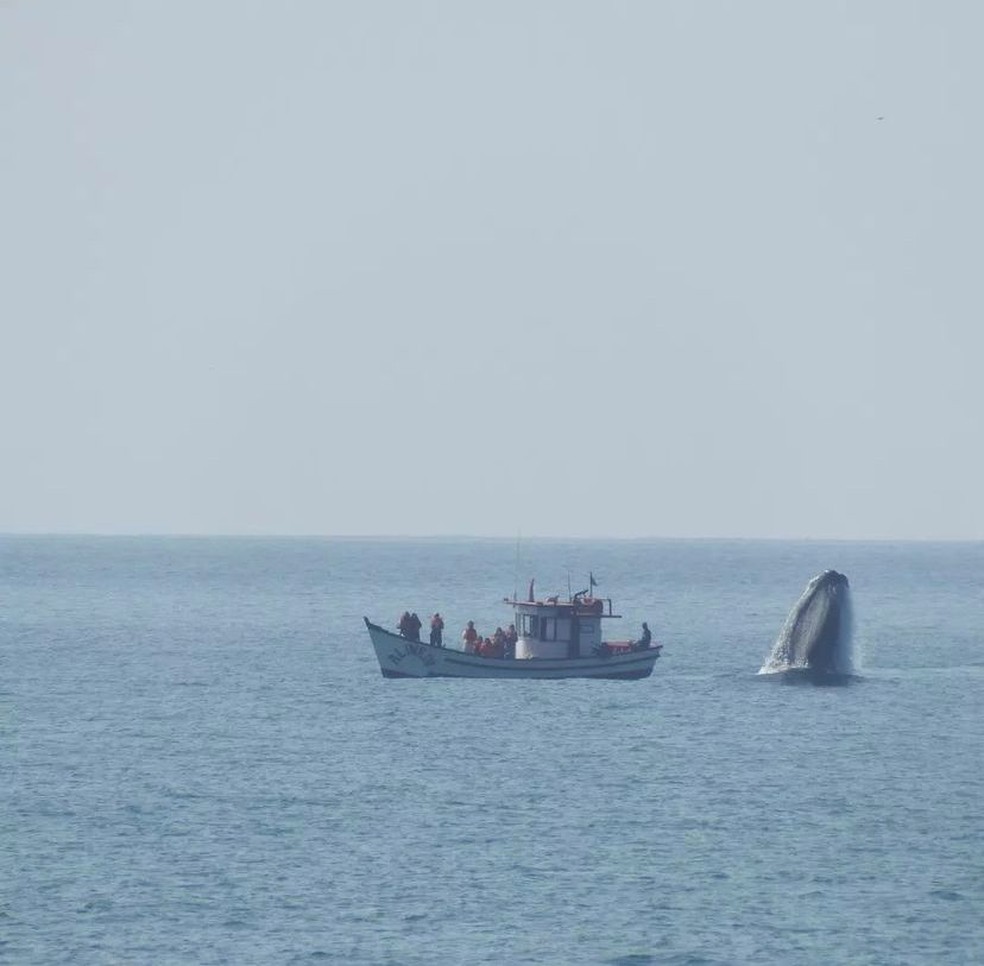 Cena com baleia-franca foi flagrada na terça-feira (2) — Foto: Mylo Inchausti Langley/ Divulgação 