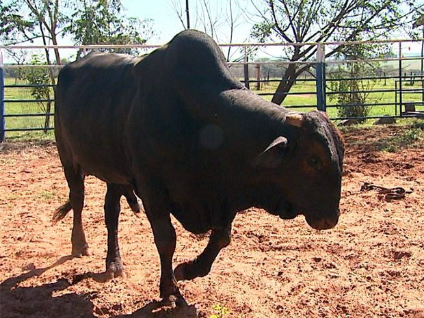 Aluguel de fazendas, treinos adaptados e dieta para animais: como foi a  vida dos peões de rodeio durante a pandemia, Festa do Peão de Americana  2022