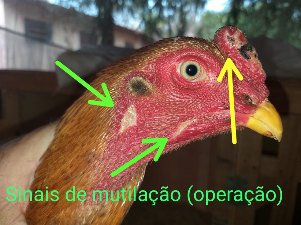 Aves foram encontradas em situação de maus tratos — Foto: Polícia Ambiental