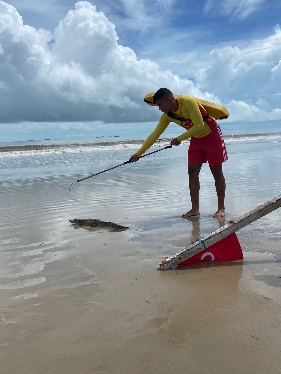 Usando uma luva de vaqueta e enforcador, o bombeiro realizou a captura do réptil — Foto: Divulgação/BBMAR