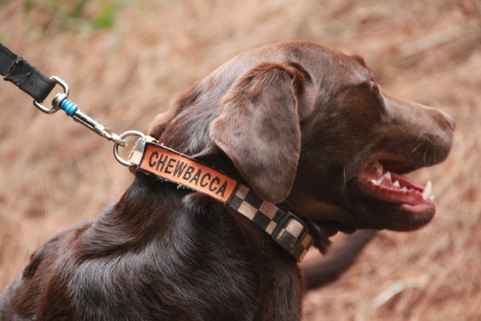 Cão de resgate Chewbacca — Foto: Corpo de Bombeiros/Divulgação