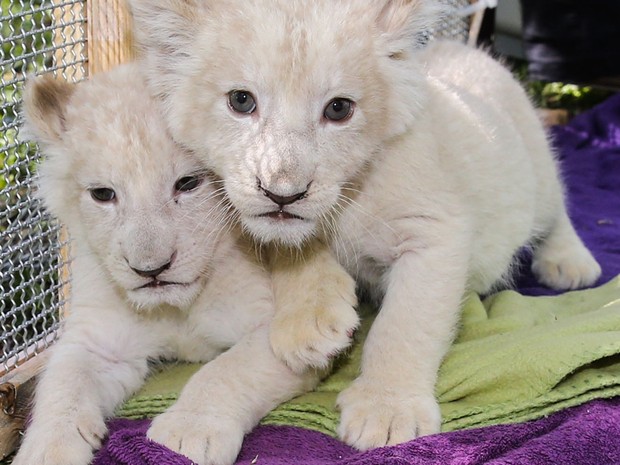 Natureza - Filhotes de leão branco são batizados em zoológico da Alemanha