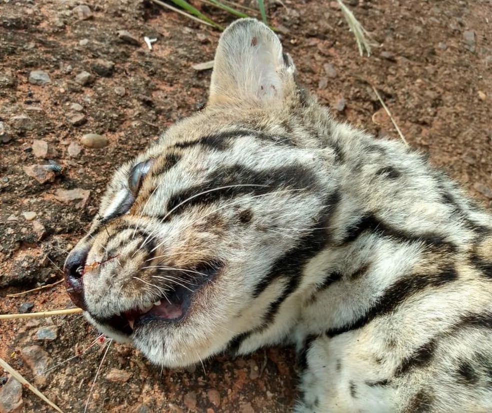 Jaguatirica foi encontrada morta em uma estrada vicinal — Foto: Paulo Machado/ICMBio