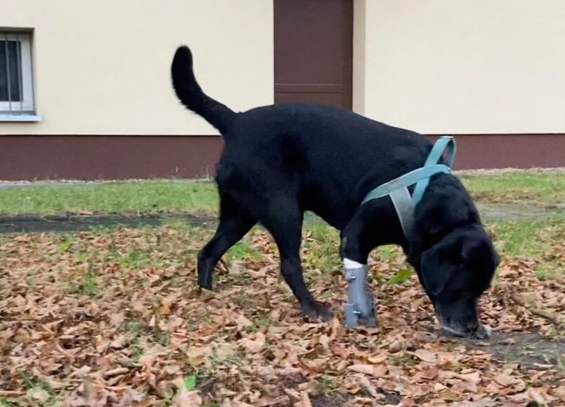 O cachorro Leto, que perdeu uma das patas após um atropelamento, testou a invenção de Maciek (Foto: Instagram/ @zortrax/ Reprodução)