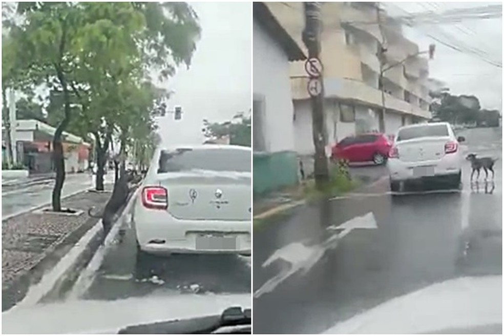 Vídeo mostra cachorro seguindo carro após ser supostamente abandonado em Teresina — Foto: Reprodução/WhatsApp