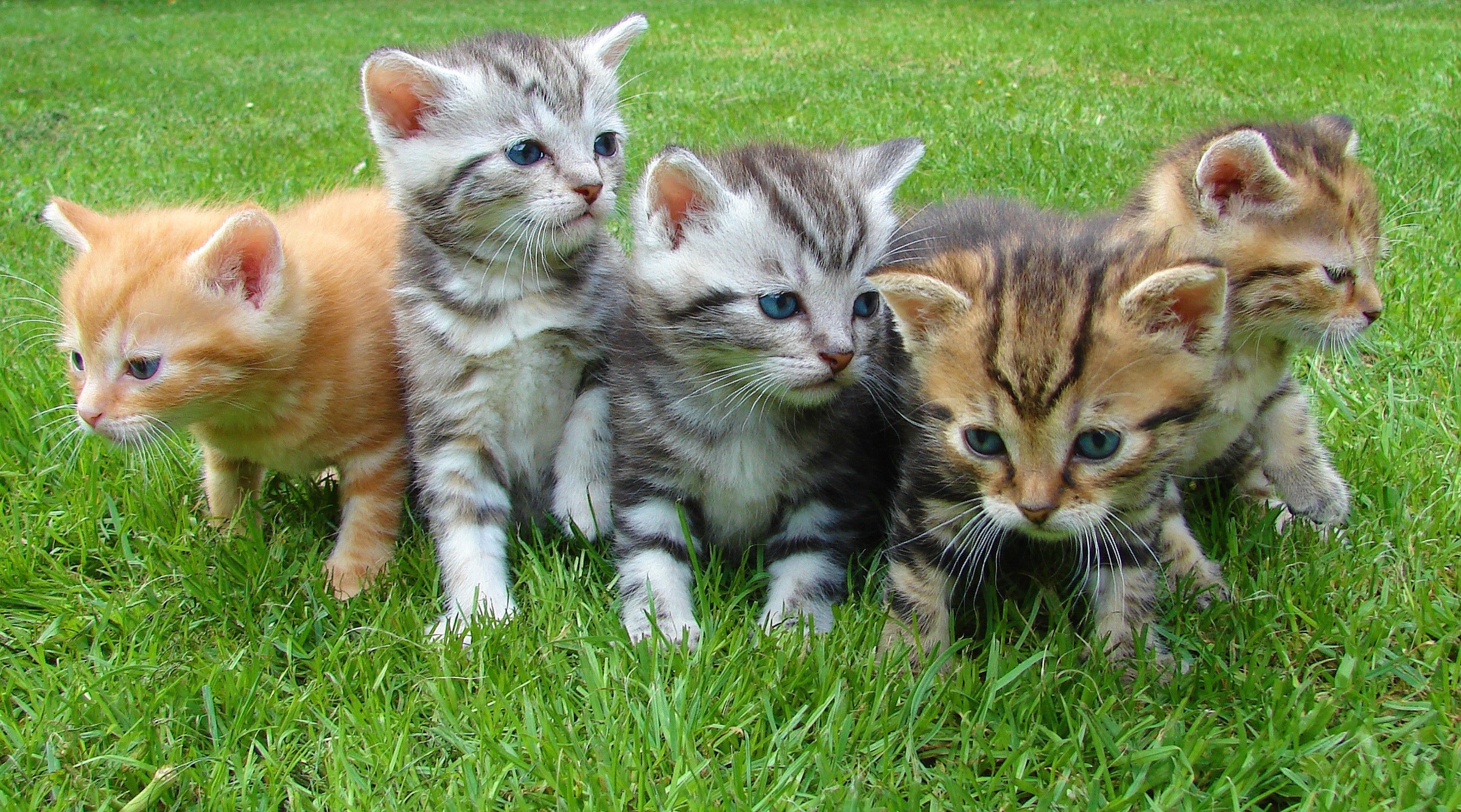 Cientistas descobrem gene que determina padrão do pelo de felinos (Foto: Pixabay)