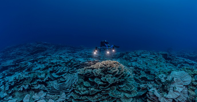Corais profundos na costa do Taiti foram descobertos este mês (Foto: Reprodução / Alexis Rosenfeld, Unesco)