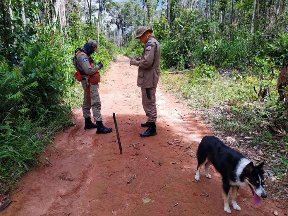 Bombeiros usaram cão farejador nas buscas pelo idoso em União do Sul — Foto: Polícia Civil de Mato Grosso