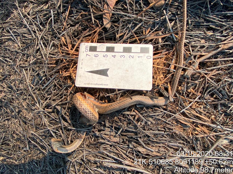 Helicops boitata, espécie de serpente encontrada apenas no Pantanal, morta por queimadas no Pantanal em 2020 — Foto: Marcos Ardevino/Arquivo Pessoal