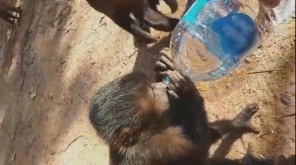 Macaco ganha água de moradora após incêndio (Foto: Reprodução/TV TEM)