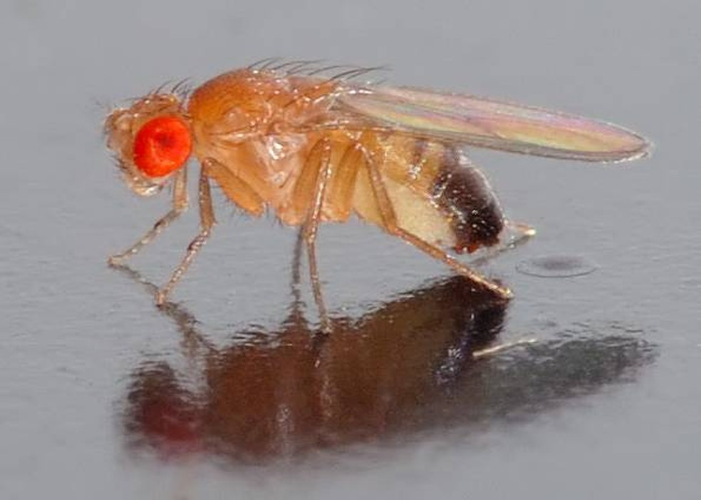 Drosophila melanogaster ou mosca de fruta se prolifera em meio a frutos extremamente maduros. — Foto: Reprodução