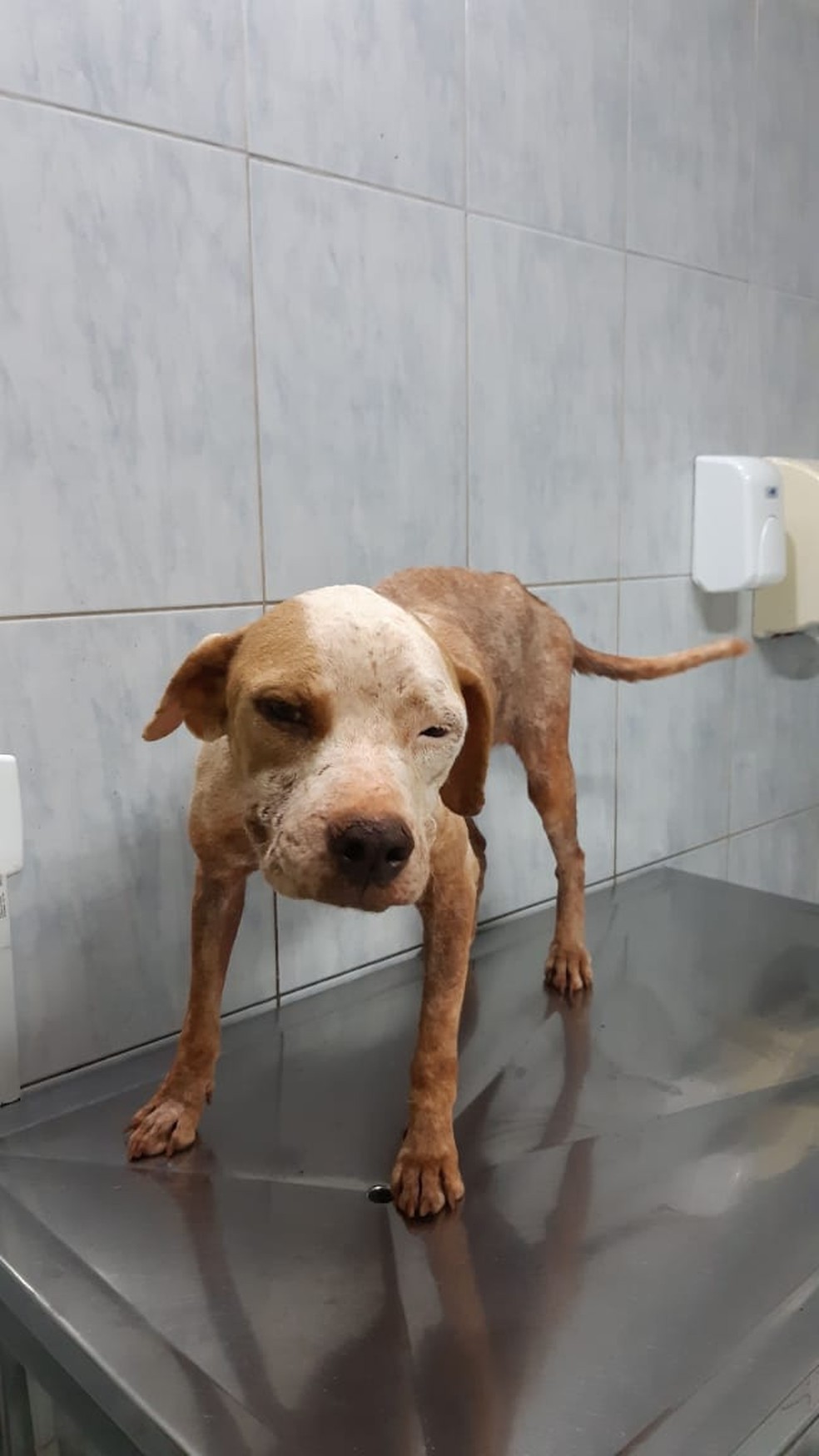 Cachorros e aves infestados de carrapatos, doentes e desnutridos foram resgatados de casa em Araputanga — Foto: Tribunal de Justiça de Mato Grosso/Assessoria
