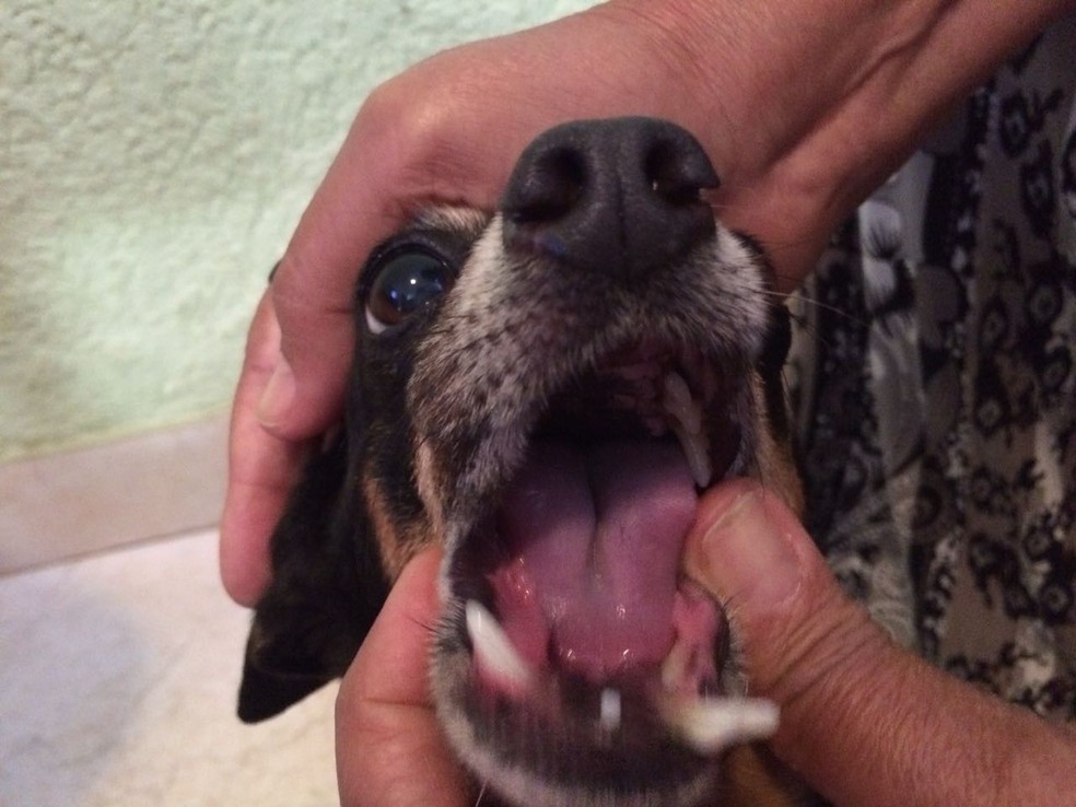 Veja Dicas Para Escovar Os Dentes Do Seu Bichinho E Entenda A Importancia Da Higienizacao E O Bicho G1 Grazi massafera fala da relação com cauã reymond. escovar os dentes do seu bichinho