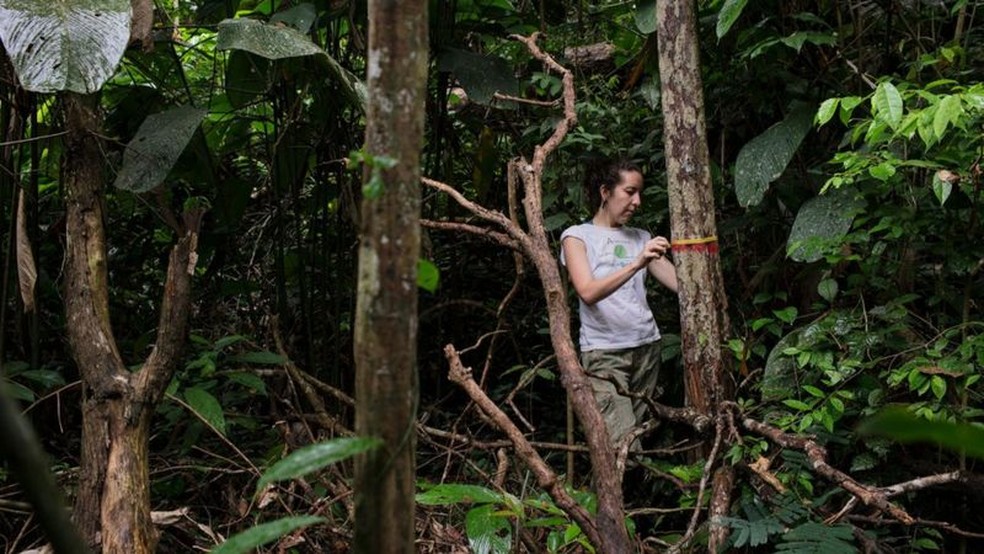 Autora principal do estudo, Erika Berenguer, monitora árvores em uma floresta amazônica queimada durante o El Niño de 2015 — Foto: Marizilda Cruppe/Rede Amazônia Sustentável