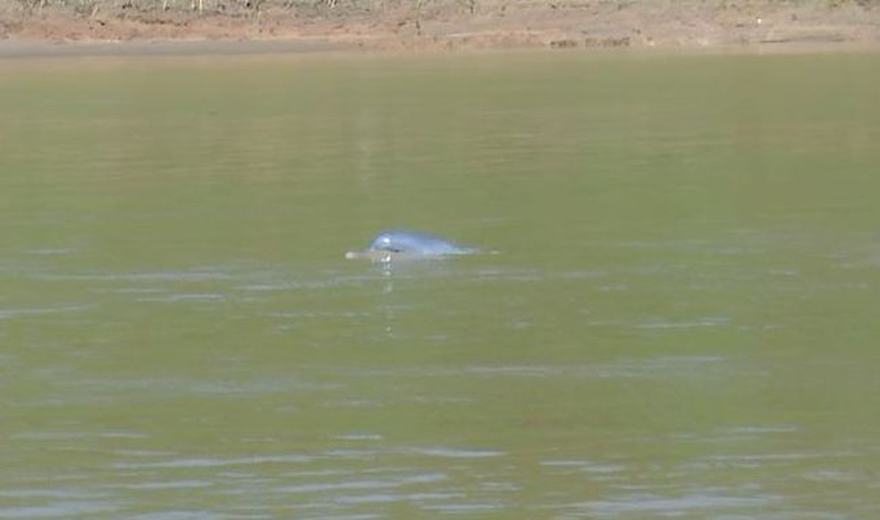 Aparição de botos é comum na região  (Foto: Reprodução/Rede Amazônica Acre )