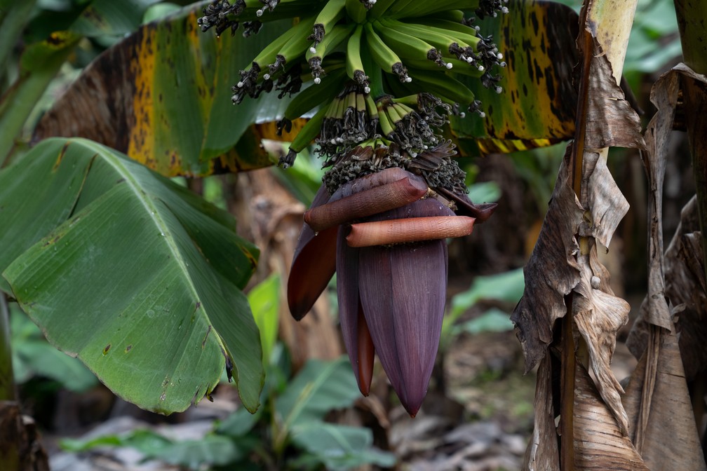 Coração da bananeira ainda no pé — Foto: Marcelo Brandt / g1