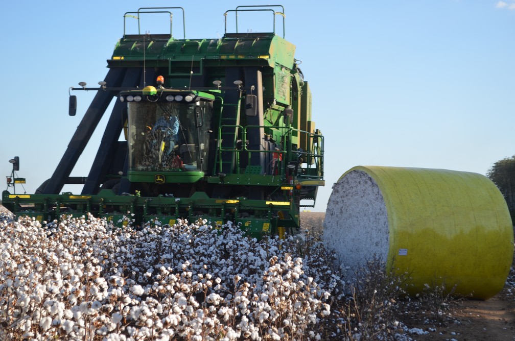 Colheita do algodão deve seguir até o fim do mês de agosto em Vilhena — Foto: Eliete Marques/G1