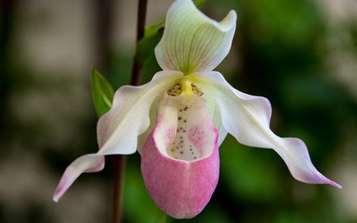 Orquídeas Sapatinho (Paphiopedilum) – Vem Ver Plantas e Cultivos