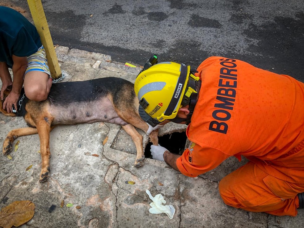 Animal foi resgatado pelo Corpo de Bombeiros em Santana do Ipanema — Foto: Divulgação/Corpo de Bombeiros