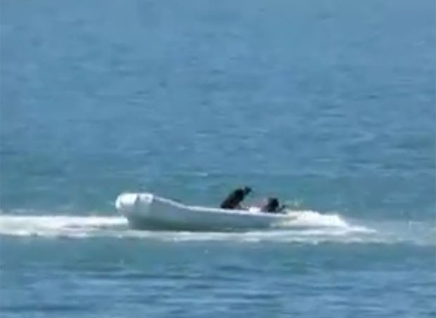 Cão foi resgatado após ficar sozinho em bote desgovernado na Austrália (Foto: Reprodução/YouTube/Ck Kern)