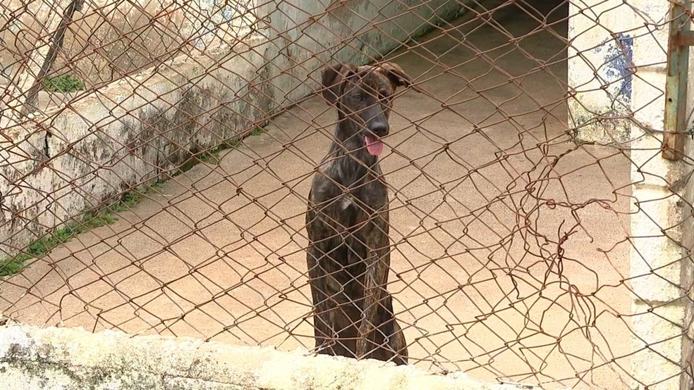 Lei de maus-tratos e abandono de animais já está valendo em condomínios — Foto: Reprodução/TV TEM 
