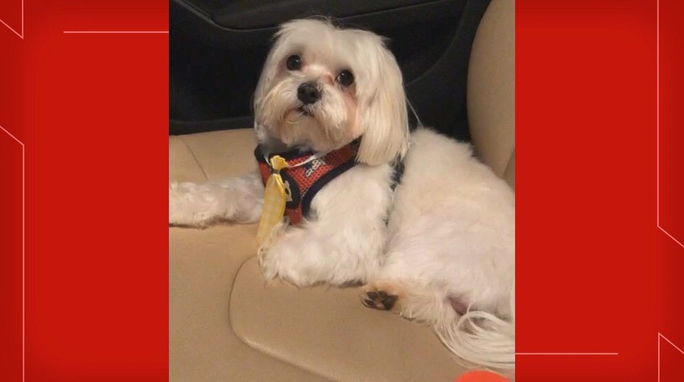 Funcionário de hotel para pets no DF muda versão sobre roubo de cachorro por homens armados