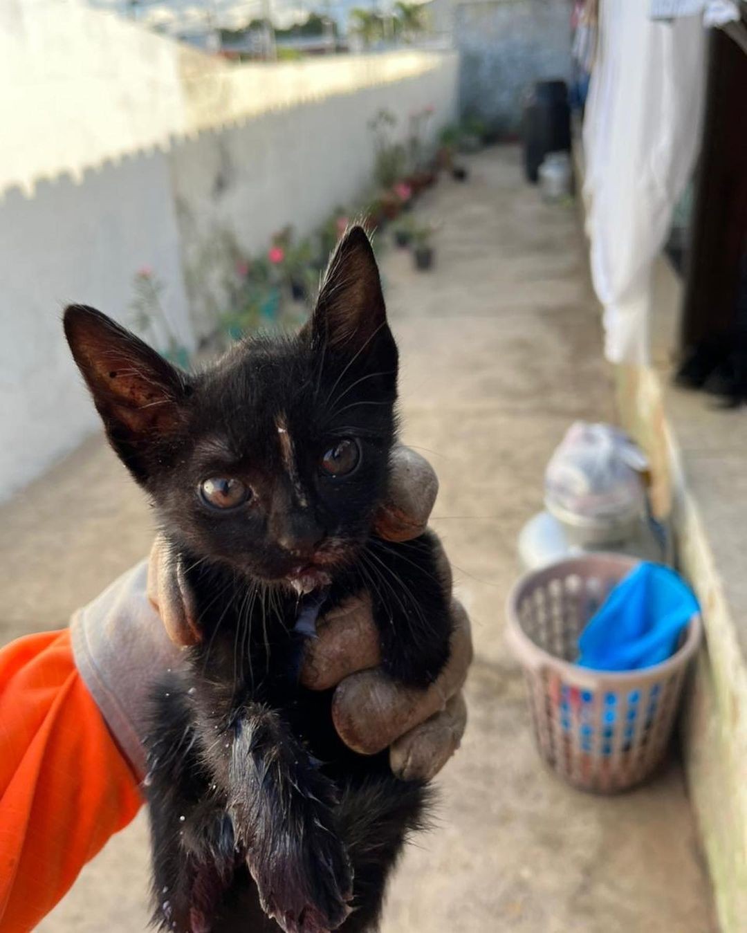 VÍDEO e FOTOS: filhote de gato é resgatado em João Pinheiro dentro de cano de PVC e passa bem