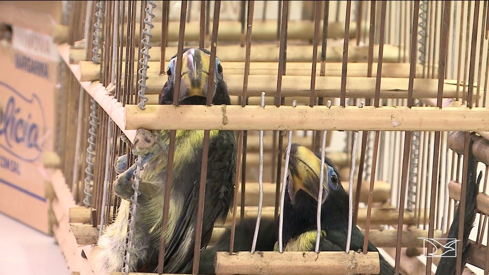 Filhotes de tucanos estavam sendo trazidos ilegalmente para São Luís. — Foto: Reprodução/TV Mirante