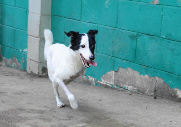Cachorra Manuela (Foto: Nirley Sena/A Tribuna de Santos)