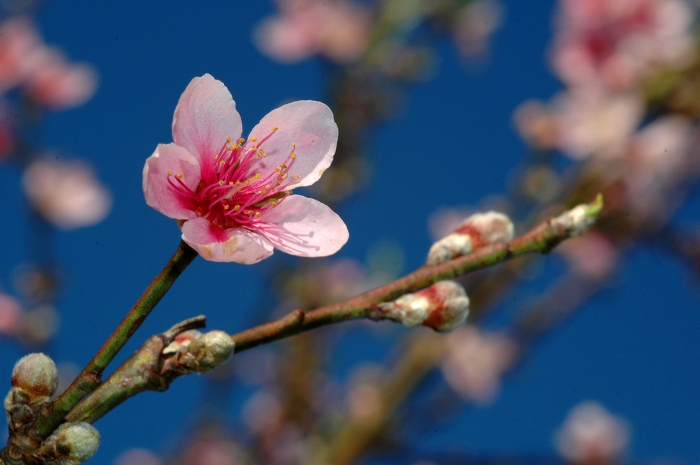 Flor do pessegueiro significa virgindade no Japão — Foto: Rudimar Narciso TG