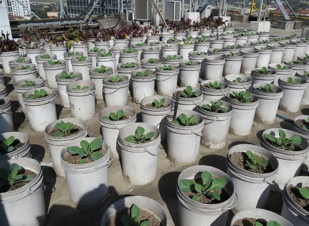 As hortaliças foram plantadas em caixas e baldes de plástico reaproveitados (Foto:   Stéphanie Durante)