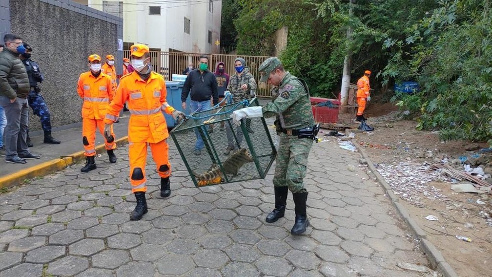 Mais de 20 quatis que procuravam comida em lixo são capturados em Itajubá, MG Jornal Andradas