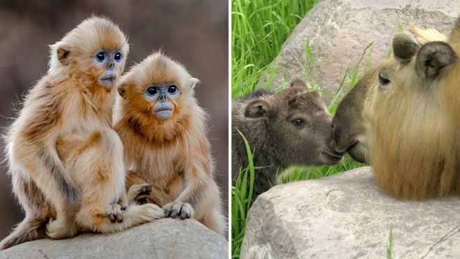 BBC: O macaco-dourado de nariz arrebitado (à esquerda) e a cabra gnu, ou Takin (à direita), estão na lista (Foto: GETTY IMAGES VIA BBC )