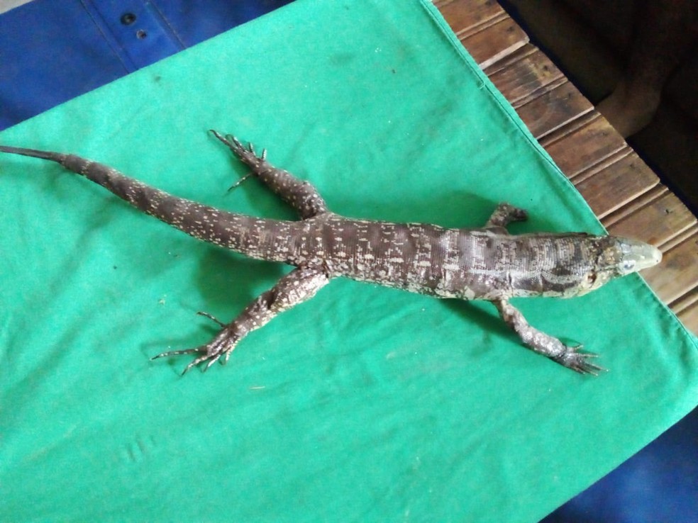 Lagarto teiú também foi encontrado no imóvel em Garça — Foto: Polícia Ambiental/ Divulgação 