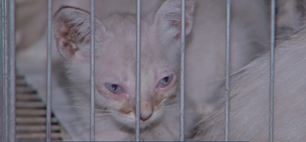 Todos os gatos tinham ferimentos e foram abandonados na sede de uma ONG em CuiabÃ¡ â Foto: TV Centro AmÃ©rica/ReproduÃ§Ã£o