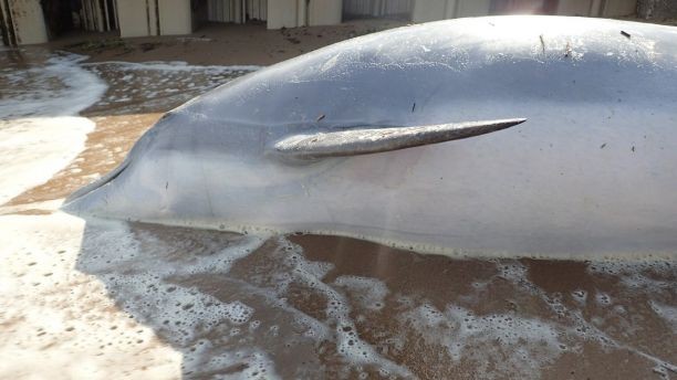 Golfinho fêmea foi morta com um tiro no pulmão (Foto: Institute for Marine Mammal Studies)