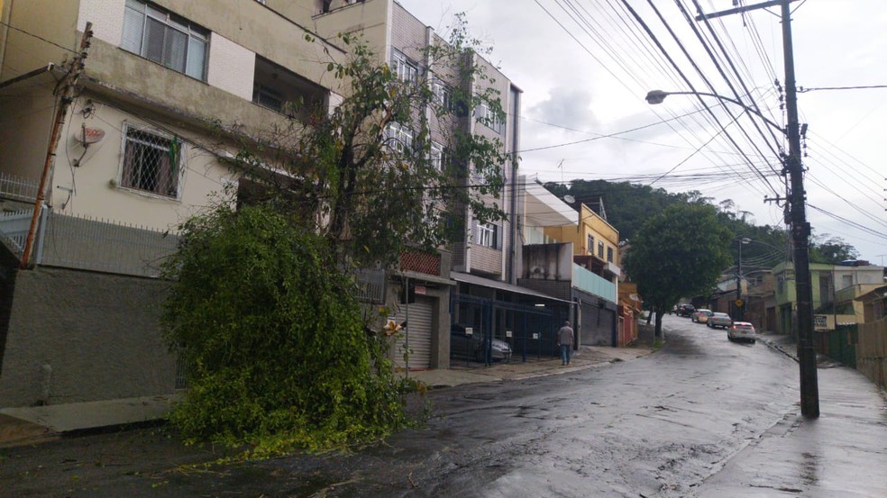 Árvore caiu no Bairro Santa Catarina em Juiz de Fora — Foto: Nayara de Paula/G1
