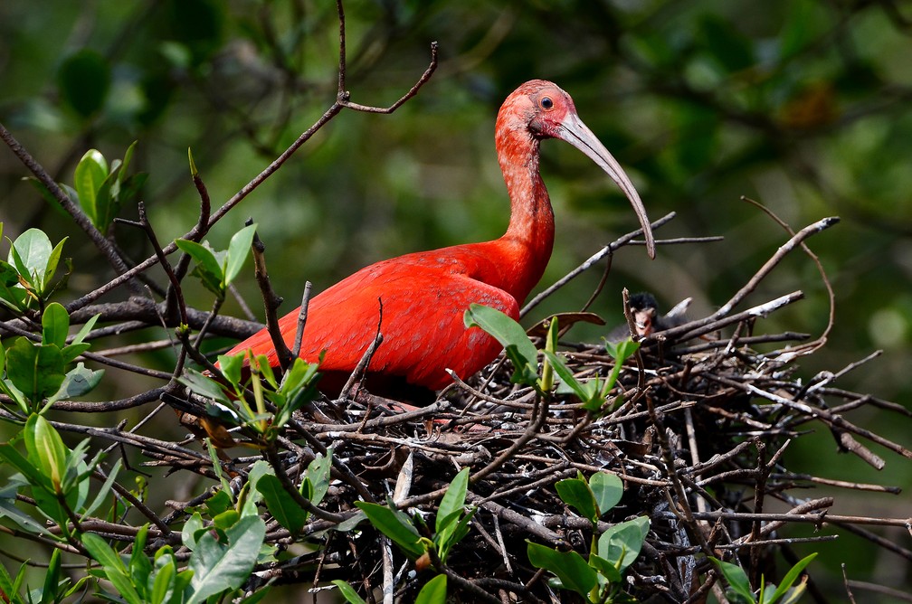 Guarás podem ser encontrados nos manguezais — Foto: Rudimar Narciso Cipriani