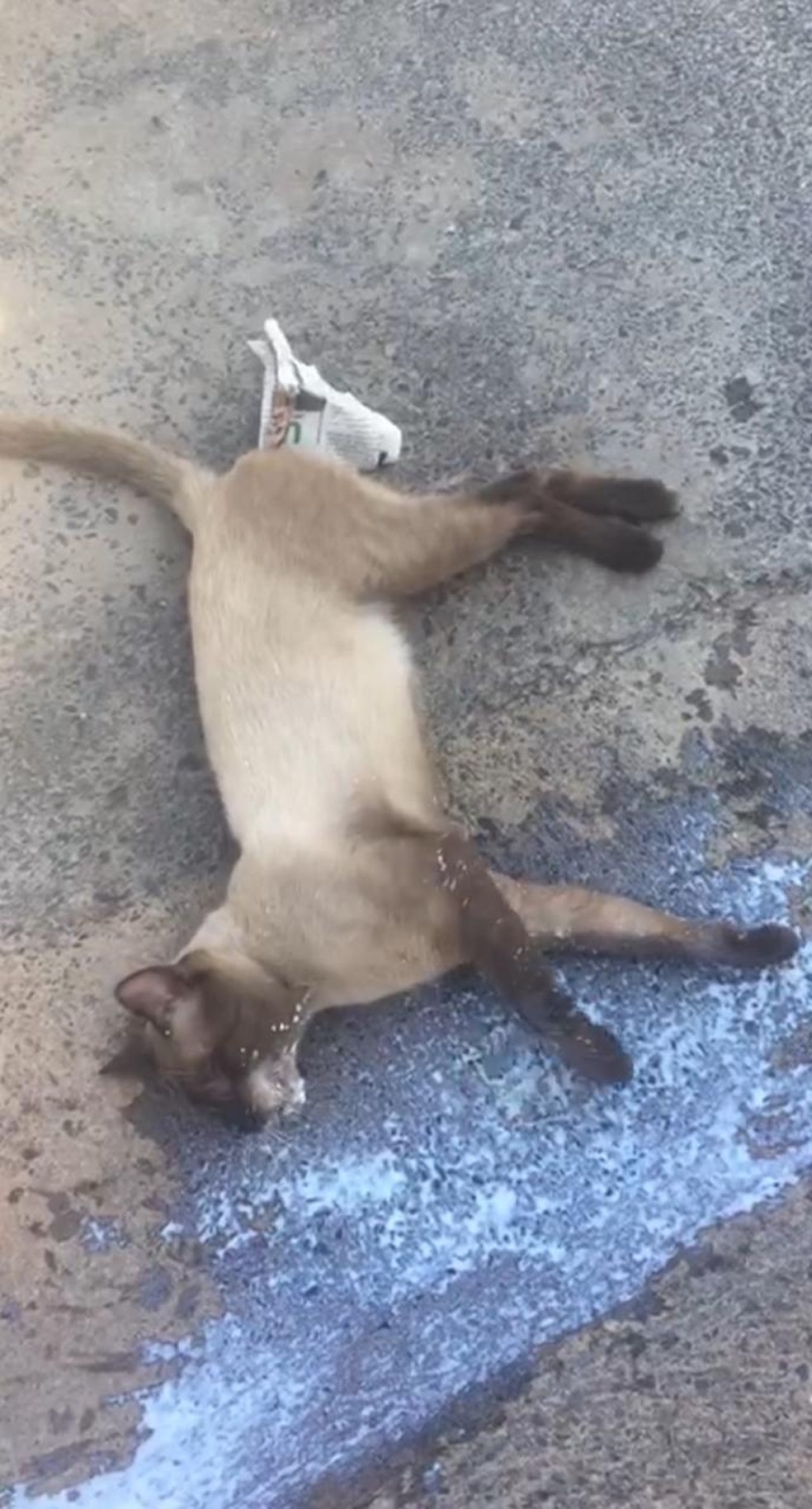 Há sintomas de envenenamento, segundo moradores — Foto: Arquivo pessoal
