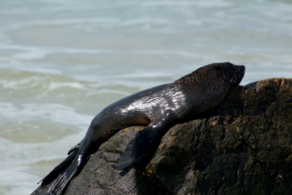 Lobo-marinho foi encontrado na manhÃ£ de segunda-feira pelos pesquisadores â€” Foto: Nilson Coelho/ AssociaÃ§Ã£o R3 Animal 