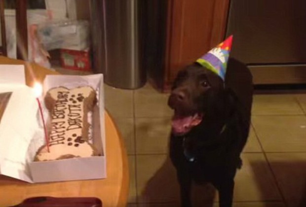 Cão fica animado durante comemoração de seu aniversário (Foto: Reprodução/YouTube)