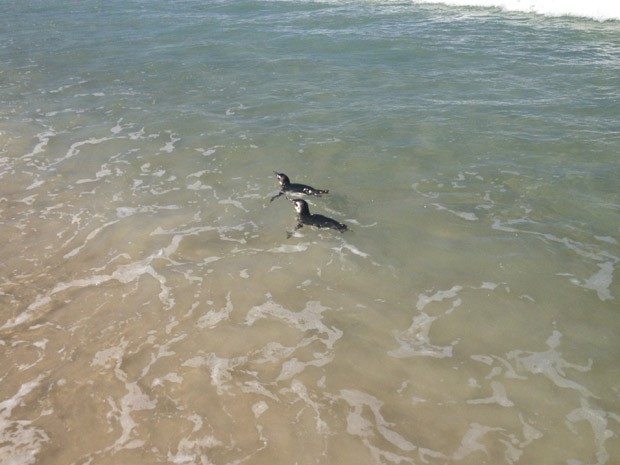 Pinguins voltam a aparecer nas praias do Rio. Na manhã desta quinta-feira (5), pelo menos dois, se divertiam nadando próximos da arrebentação na Barra da Tijuca, na Zona Oeste.   (Foto: Gustavo Polli/ Globoesporte.com)