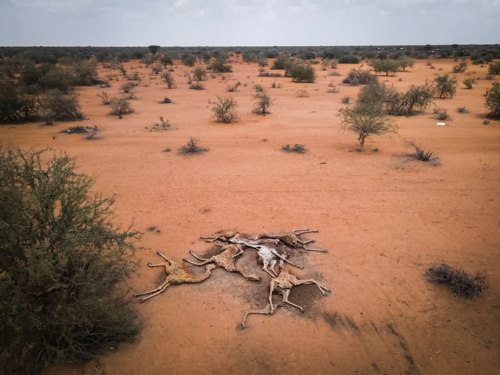 Imagem mostra carcaças de girafas que morreram com a falta de chuvas no Quênia — Foto: Getty Images