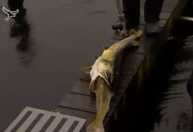 Peixe morreu sufocado ao tentar devorar um outro peixe quase do mesmo tamanho (Foto: Reprodução)