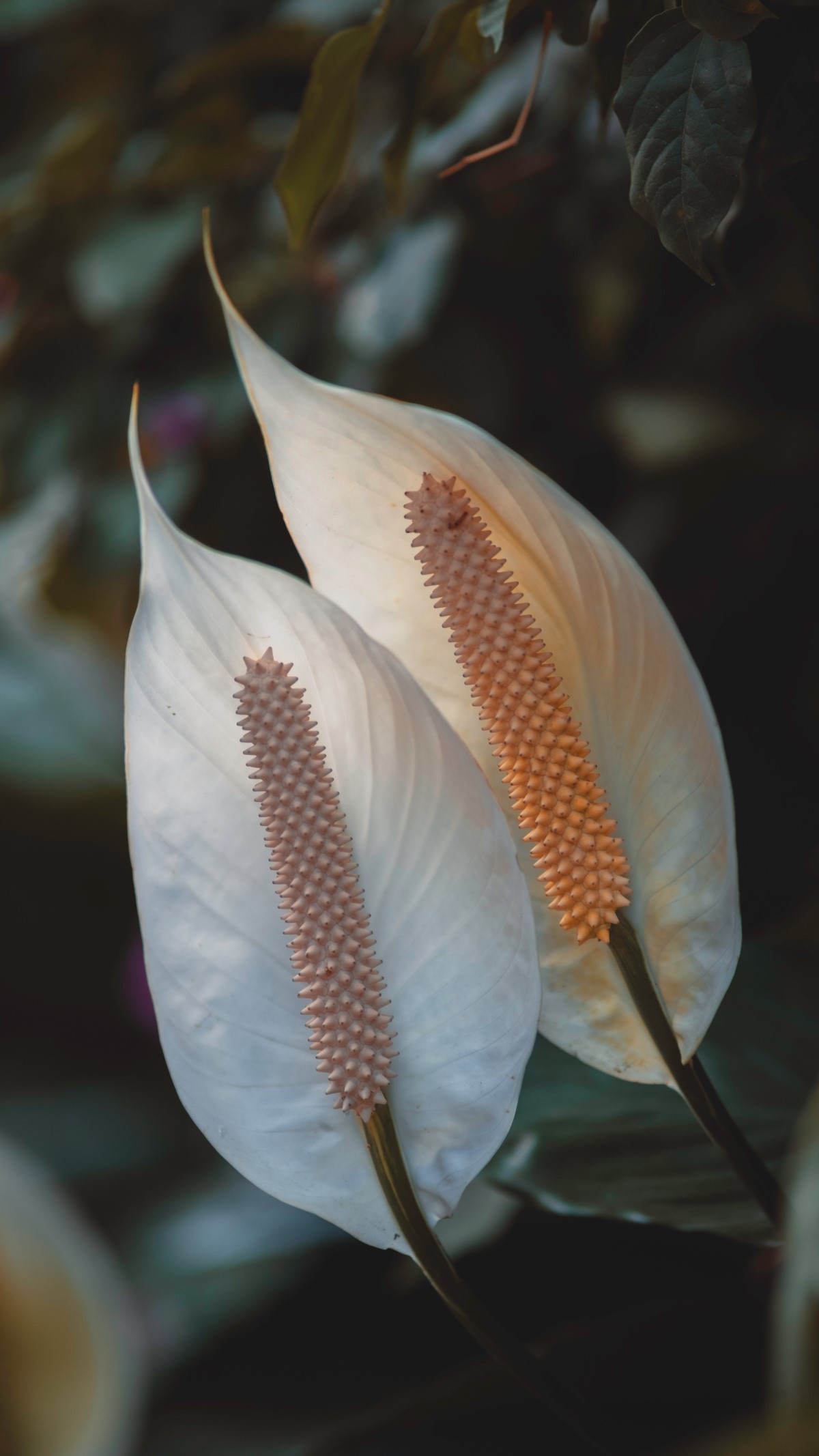 Uma curiosidade dessa flor bem peculiar é que ao invés de pétalas, ela possui espigas (Foto: Pexels / Melvin Vito / CreativeCommons)