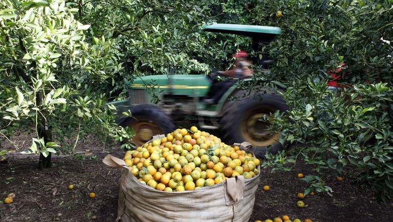 Colheita de laranja em Limeira (SP) (Foto: REUTERS/Paulo Whitaker)