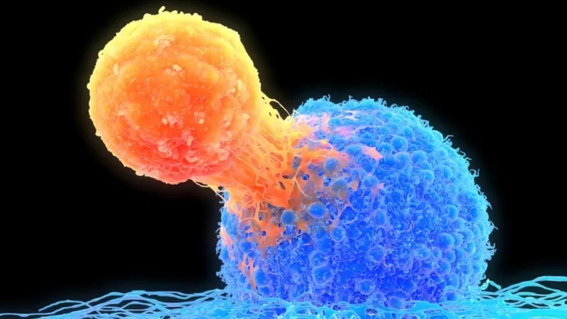 Os linfócitos T (em laranja na ilustração) coordenam parte da resposta imune e destroem as células doentes (em azul) (Foto: GETTY IMAGES via BBC)
