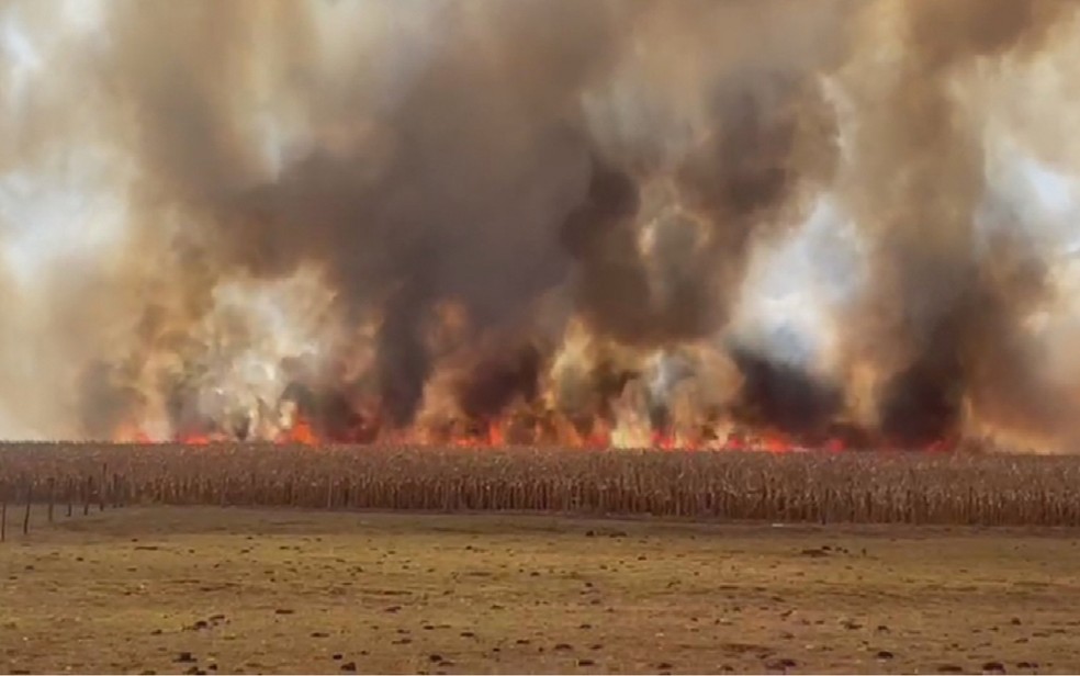 Queimada em vegetação — Foto: Reprodução/TV Anhanguera