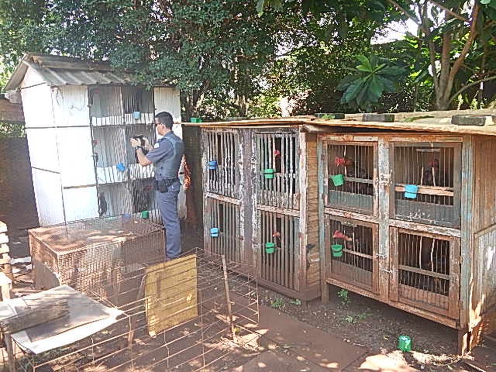 Ao todo, foram encontrados 27 animais, sendo que, dois deles, estavam cegos (Foto: Polícia Ambiental/Divulgação)