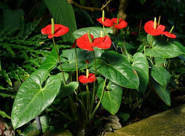 Os antúrios podem ser cultivados em canteiros no jardim, desde que o solo seja rico em matéria orgânica (Foto: Pixabay / Creative Commons)